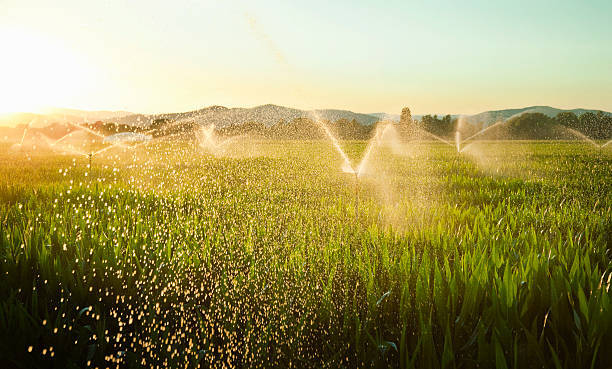 Troubleshooting sprinkler system problems in Phoenix Metro area